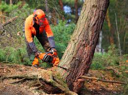 Professional  Tree Services in Diamond Ridge, AK